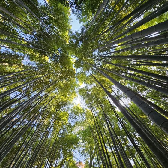 Hoge bomen die naar de lucht reiken met zacht licht tussen groene bladeren.